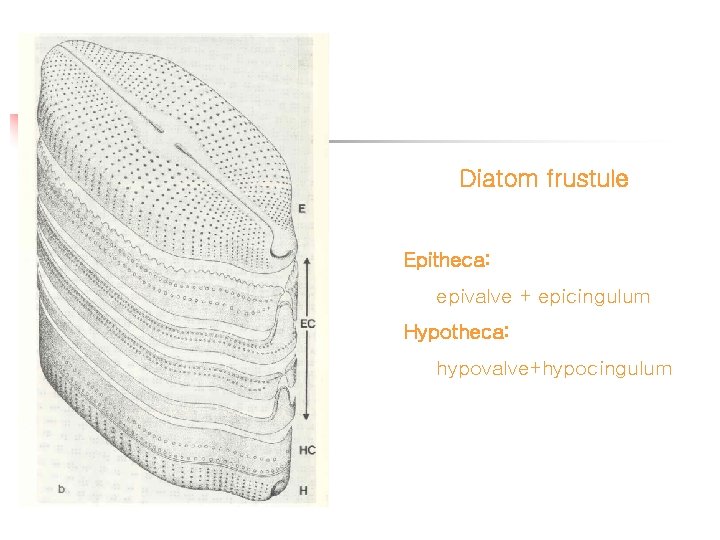 Diatom frustule Epitheca: epivalve + epicingulum Hypotheca: hypovalve+hypocingulum 