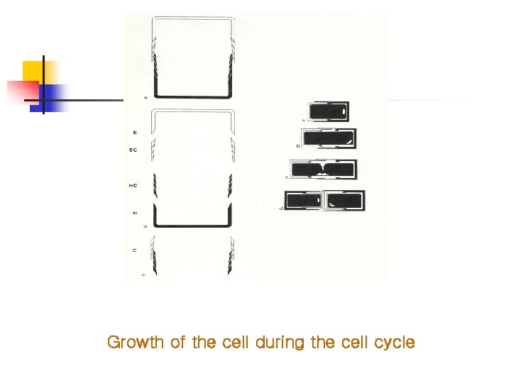 Growth of the cell during the cell cycle 