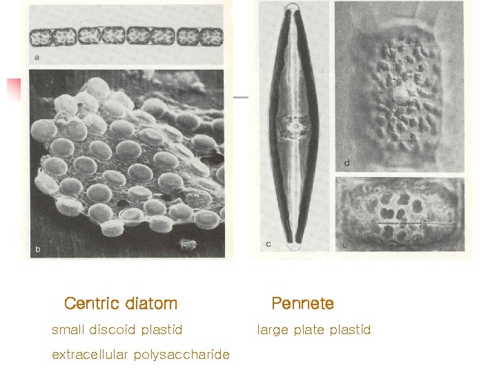 Centric diatom small discoid plastid extracellular polysaccharide Pennete large plate plastid 