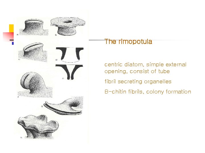 The rimopotula centric diatom, simple external opening, consist of tube fibril secreting organelles B-chitin