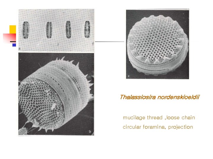 Thalassiosira nordenskioeldii mucilage thread , loose chain circular foramina, projection 