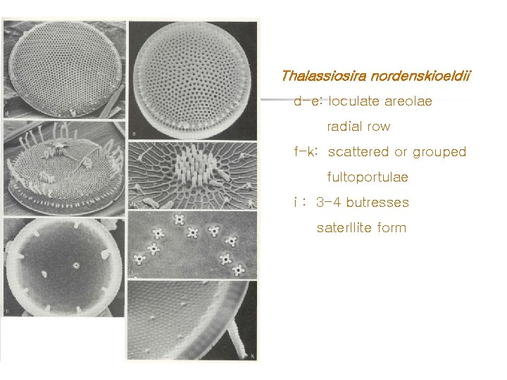 Thalassiosira nordenskioeldii d-e: loculate areolae radial row f-k: scattered or grouped fultoportulae i :