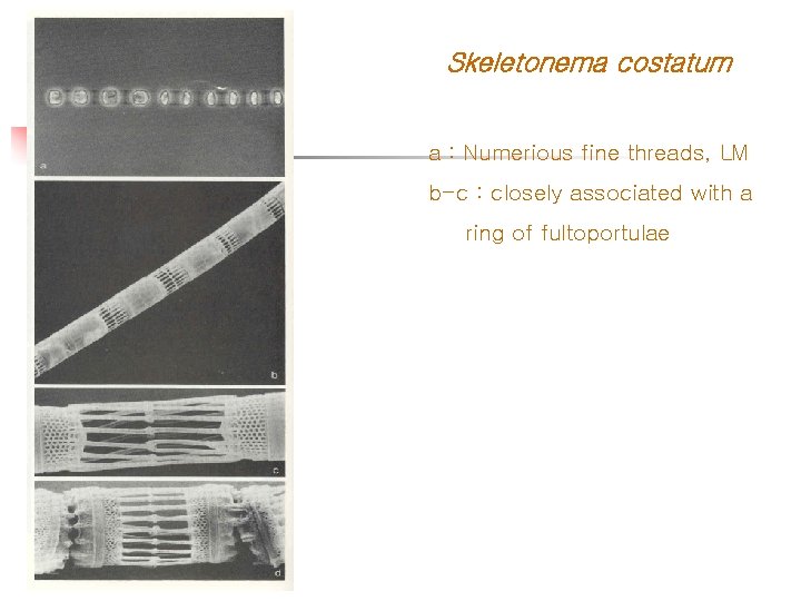 Skeletonema costatum a : Numerious fine threads, LM b-c : closely associated with a