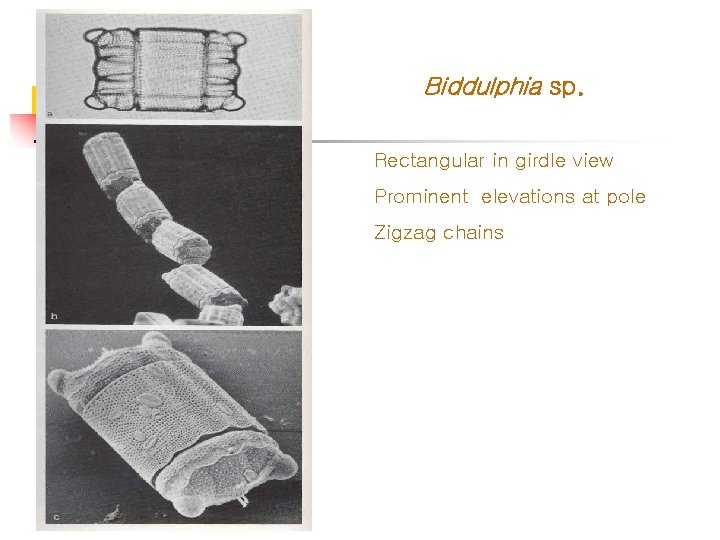 Biddulphia sp. Rectangular in girdle view Prominent elevations at pole Zigzag chains 