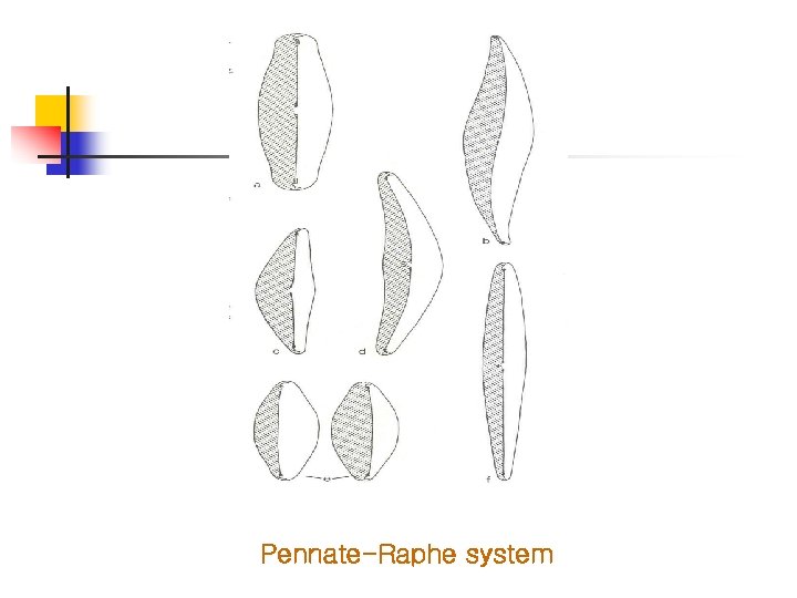 Pennate-Raphe system 