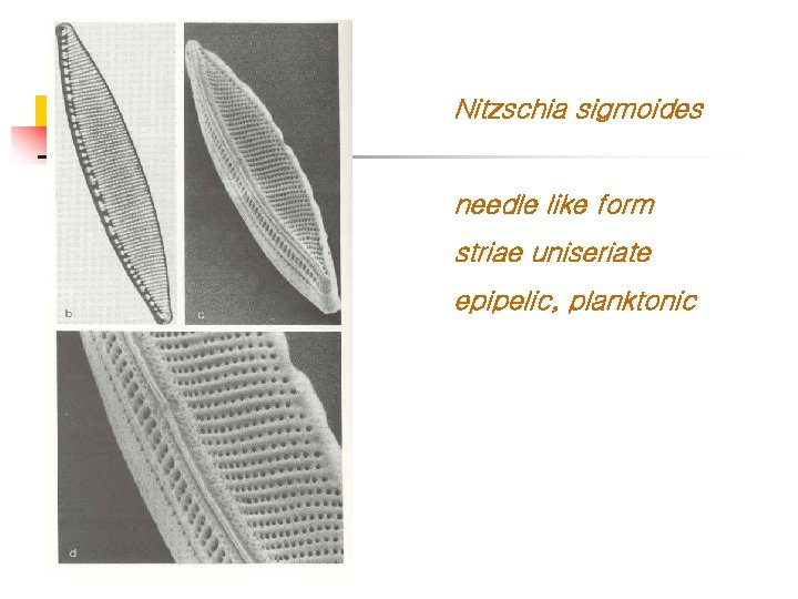 Nitzschia sigmoides needle like form striae uniseriate epipelic, planktonic 