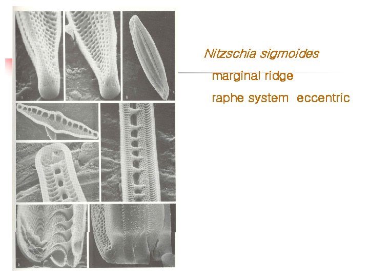 Nitzschia sigmoides marginal ridge raphe system eccentric 