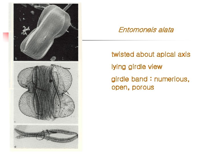 Entomoneis alata twisted about apical axis lying girdle view girdle band : numerious, open,