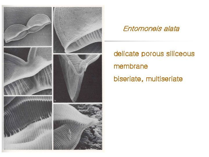 Entomoneis alata delicate porous siliceous membrane biseriate, multiseriate 