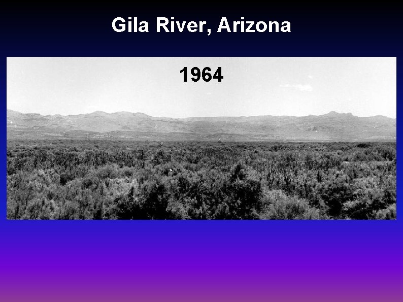 Gila River, Arizona 1964 