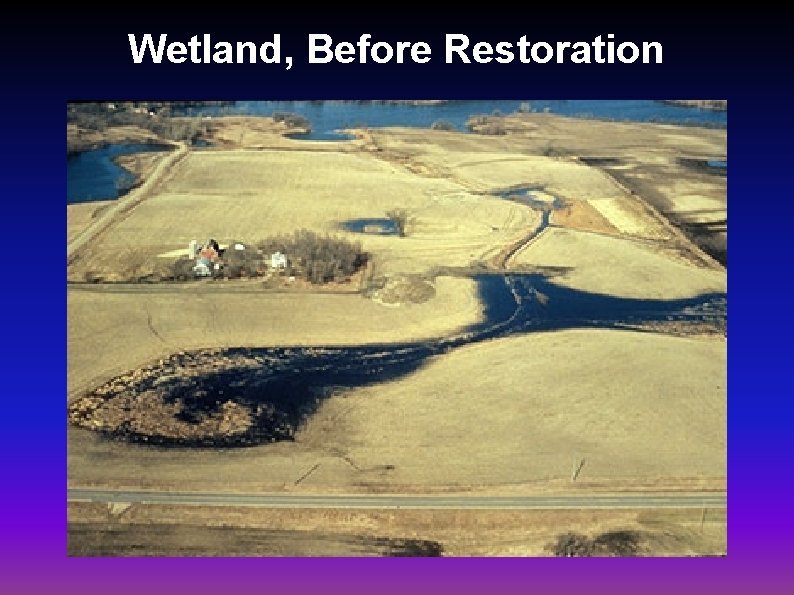 Wetland, Before Restoration 
