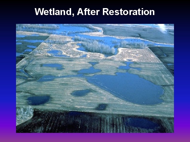 Wetland, After Restoration 