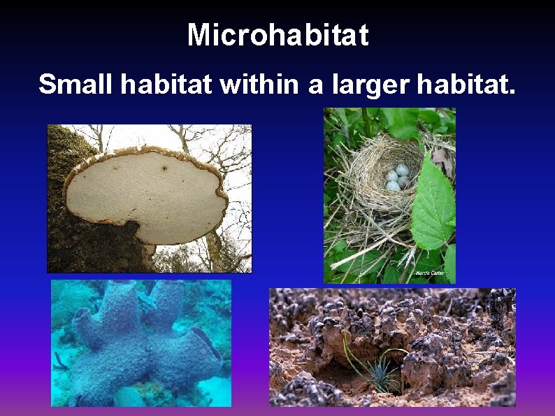 Microhabitat Small habitat within a larger habitat. 