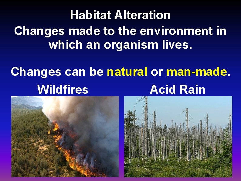 Habitat Alteration Changes made to the environment in which an organism lives. Changes can