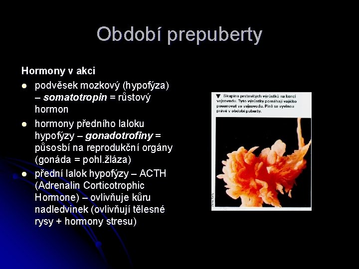 Období prepuberty Hormony v akci l podvěsek mozkový (hypofýza) – somatotropin = růstový hormon