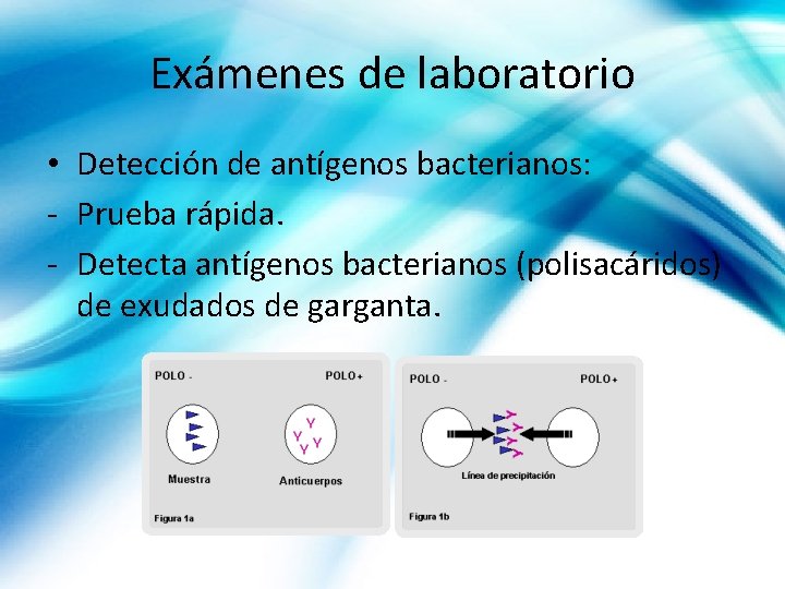 Exámenes de laboratorio • Detección de antígenos bacterianos: - Prueba rápida. - Detecta antígenos