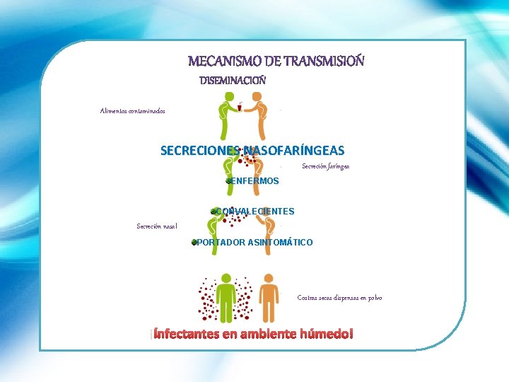 Alimentos contaminados SECRECIONES NASOFARÍNGEAS Secreción faríngea ENFERMOS CONVALECIENTES Secreción nasal PORTADOR ASINTOMÁTICO Costras secas