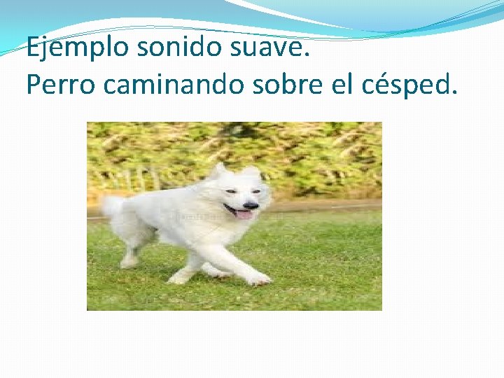 Ejemplo sonido suave. Perro caminando sobre el césped. 