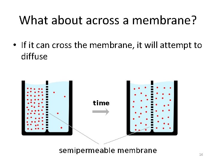 What about across a membrane? • If it can cross the membrane, it will