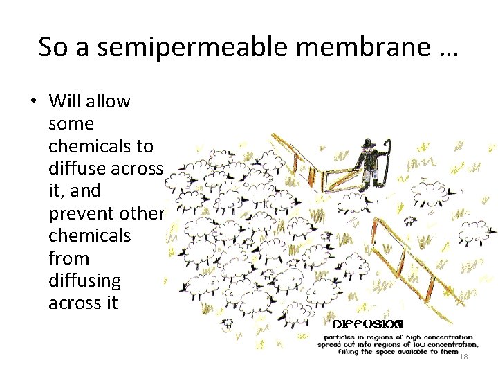 So a semipermeable membrane … • Will allow some chemicals to diffuse across it,