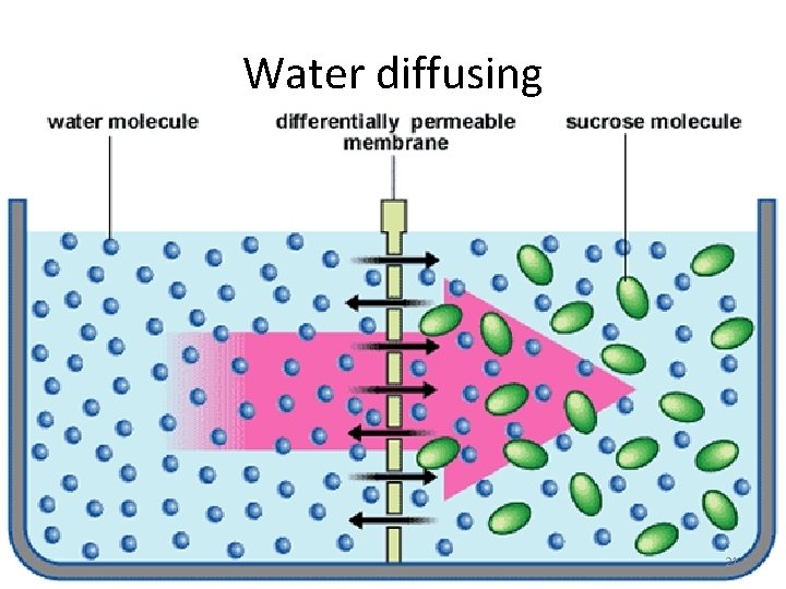 Water diffusing 21 