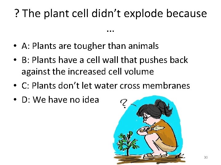 ? The plant cell didn’t explode because … • A: Plants are tougher than
