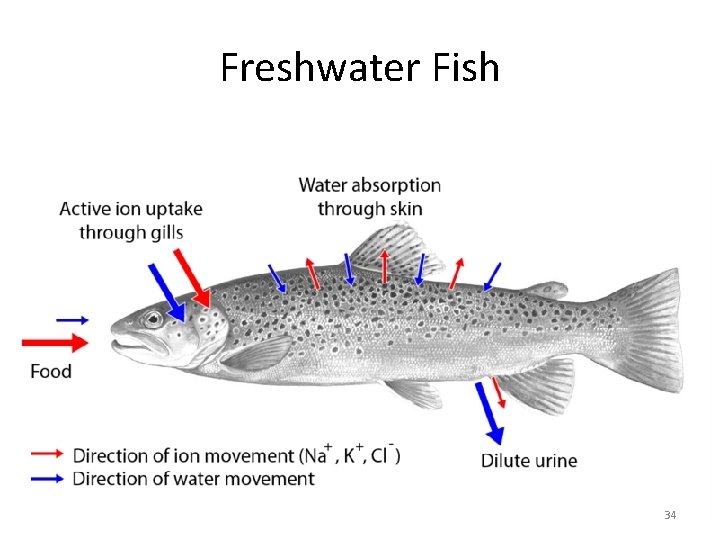 Freshwater Fish 34 