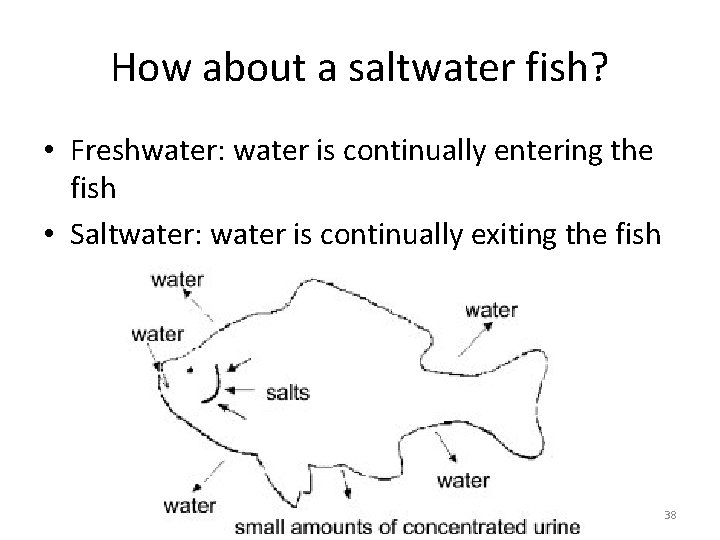 How about a saltwater fish? • Freshwater: water is continually entering the fish •