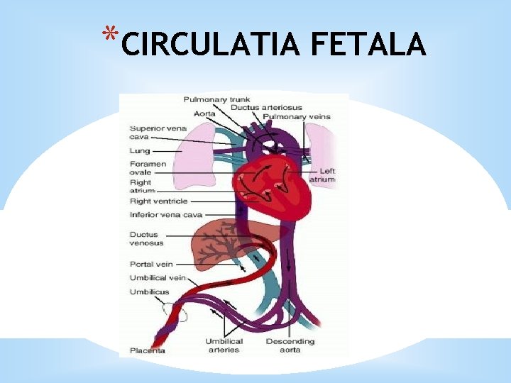 *CIRCULATIA FETALA 