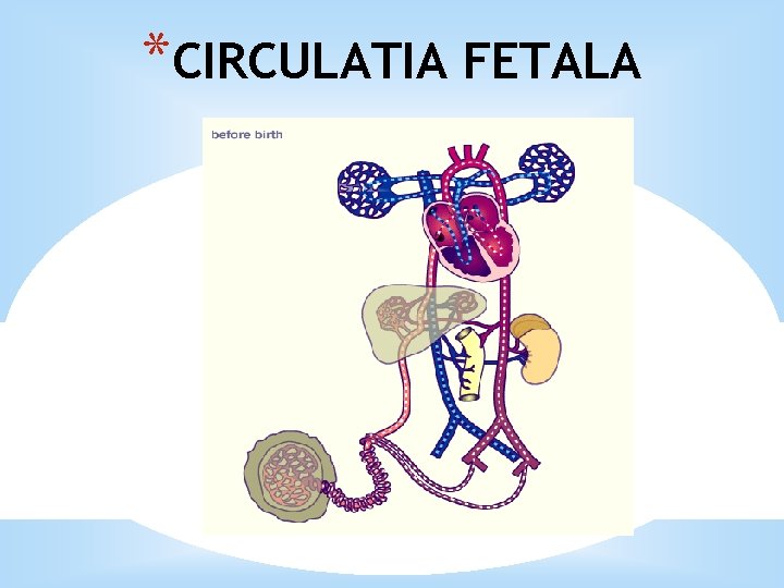 *CIRCULATIA FETALA 