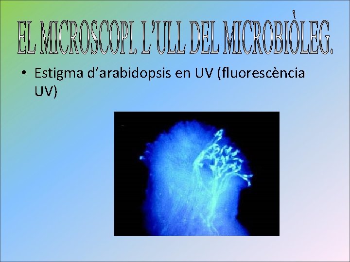  • Estigma d’arabidopsis en UV (fluorescència UV) 