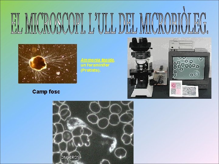 Ammonia tepida, un foraminífer (Protists). Camp fosc 