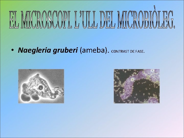  • Naegleria gruberi (ameba). CONTRAST DE FASE. 
