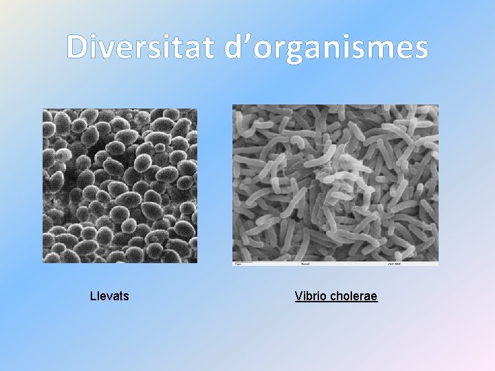 Diversitat d’organismes Llevats Vibrio cholerae 