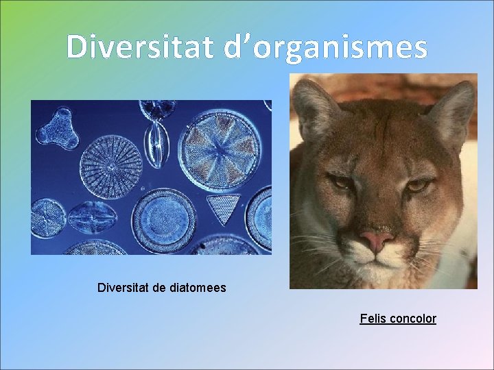 Diversitat d’organismes Diversitat de diatomees Felis concolor 