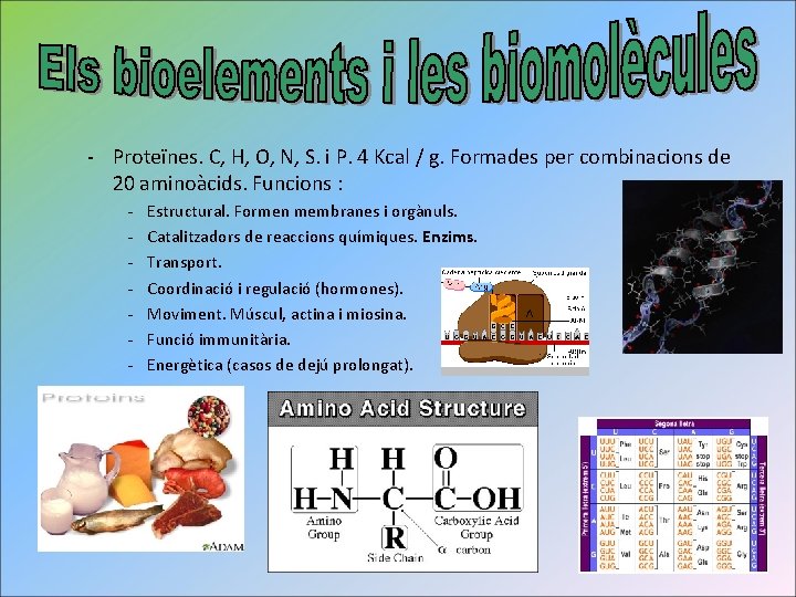 - Proteïnes. C, H, O, N, S. i P. 4 Kcal / g. Formades