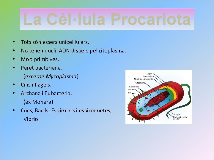 La Cèl·lula Procariota Tots són éssers unicel·lulars. No tenen nucli. ADN dispers pel citoplasma.