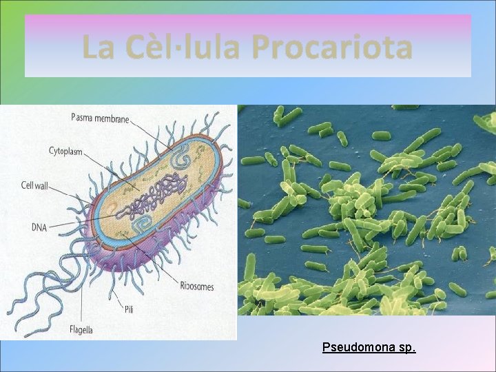 La Cèl·lula Procariota Pseudomona sp. 