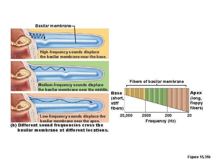 Basilar membrane High-frequency sounds displace the basilar membrane near the base. Medium-frequency sounds displace