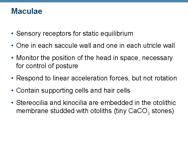 Maculae • Sensory receptors for static equilibrium • One in each saccule wall and