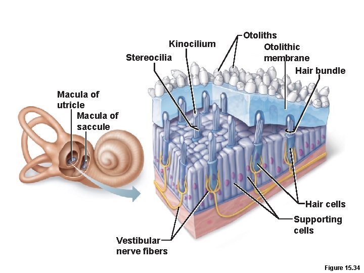Kinocilium Stereocilia Otoliths Otolithic membrane Hair bundle Macula of utricle Macula of saccule Hair