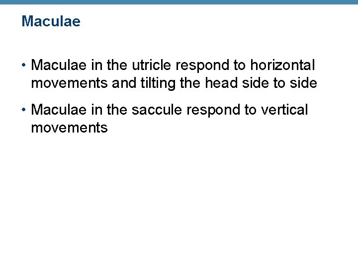 Maculae • Maculae in the utricle respond to horizontal movements and tilting the head