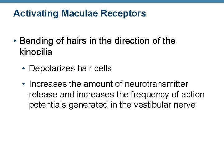 Activating Maculae Receptors • Bending of hairs in the direction of the kinocilia •