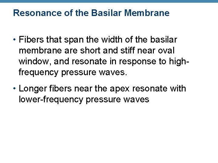 Resonance of the Basilar Membrane • Fibers that span the width of the basilar