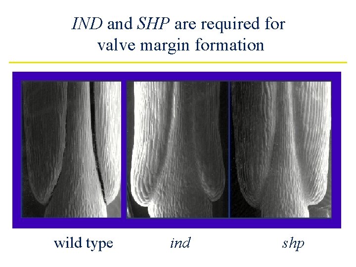 IND and SHP are required for valve margin formation wild type ind shp 