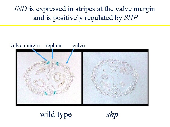 IND is expressed in stripes at the valve margin and is positively regulated by