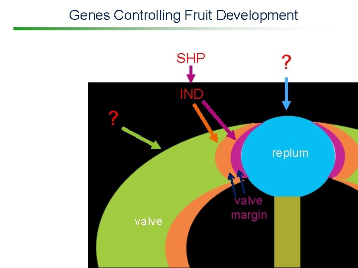 Genes Controlling Fruit Development SHP ? IND ? replum valve margin 