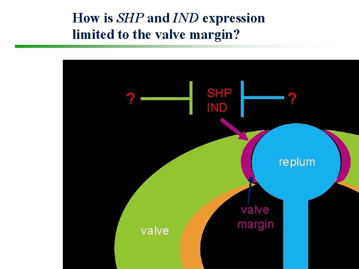 How is SHP and IND expression limited to the valve margin? SHP IND ?