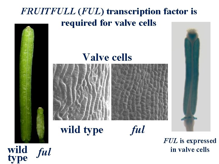 FRUITFULL (FUL) transcription factor is required for valve cells Valve cells wild type wild