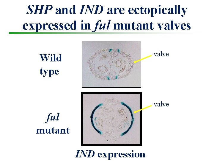 SHP and IND are ectopically expressed in ful mutant valves valve Wild type valve